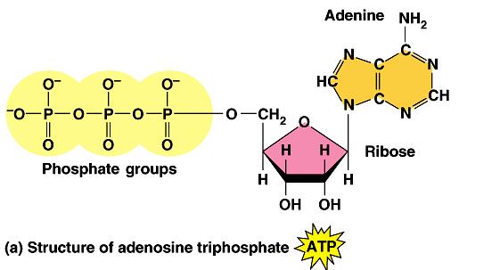 Adenosine Triphosphate (ATP) ATP has 3 main components: