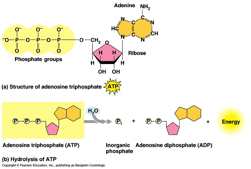 HYDROLYSIS of ATP Energy released from this process is