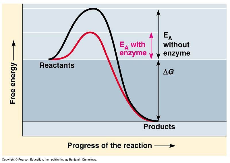 CATALYSTS speed up the rate of chemical reactions without being used up in the process ENZYMES are proteins that act as biological