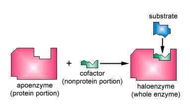 Cofactors & Enzymatic Activity Many enzymes require non-protein helpers for catalytic activity = COFACTORS Inorganic cofactors include: Mg, Ca, Fe, Cu, Zn, & Mn.