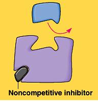 Inhibitors & Enzymatic Activity Irreversible inhibition: If the inhibitor attaches to the enzyme by covalent bonds, inhibition is USUALLY IRREVERSIBLE Example: penicillin blocks the