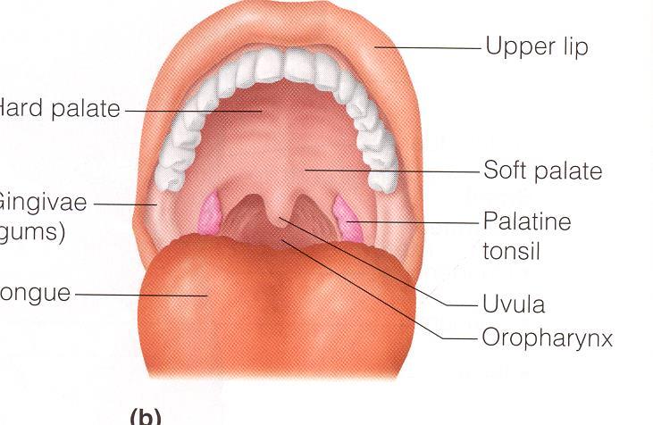 Tongue contains (taste buds) Teeth for of food Both mechanical