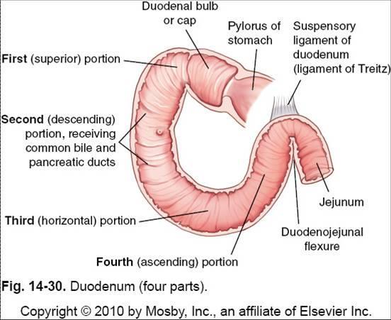 Small Intestine Subdivisions Duodenum section; (10