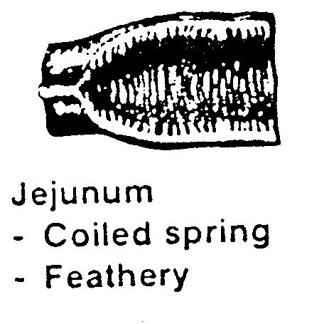 Jejunum section (9