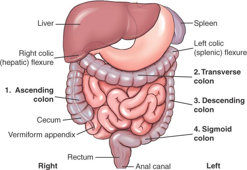 Subdivisions of Large Intestine Cecum pouch at