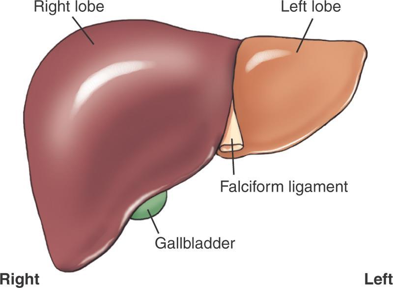 Liver and Gallbladder Liver structure organ; lobes