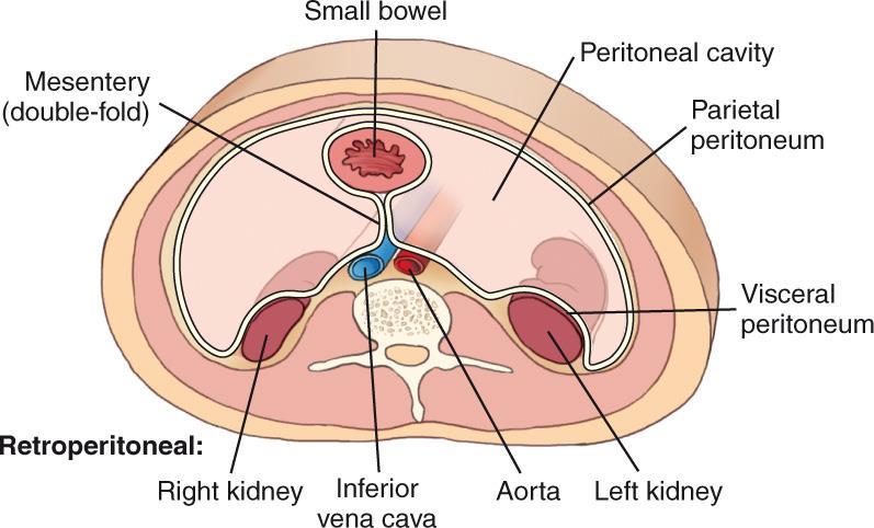 Peritoneum (cont d) Lesser omentum fold of