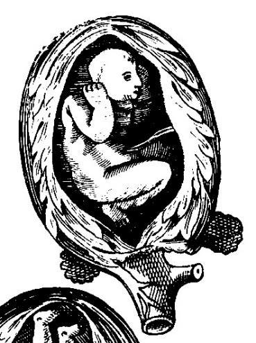 Illustrations An umbilical cord was present in the Wolveridge and Rueff figures but not so in the Roesslin illustrations.
