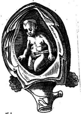 probably for ease and consistency, chose to copy his birth figure images from Rueff rather than
