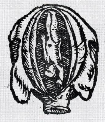 in Figure 4.16. Vesalius 1543 Dryander 1547 Rueff 1554 Figure 4.