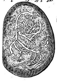 Illustrations Regarding early fetal development, termed embryology for the Wolveridge Classification, both Rueff and Wolveridge devoted a chapter to the generation of the parts and increase of the