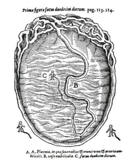 Wolveridge displayed an illustration not present in Rueff of a fourteen to eighteen-day old fetus attached by its umbilical cord to the placenta, as shown in Figure 4.24.