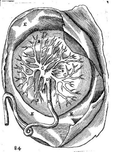 Illustrations of a placental band at the rear of the placenta. The looped cord, the stippling at the rear of the placenta, and the lettering also differed in his version.