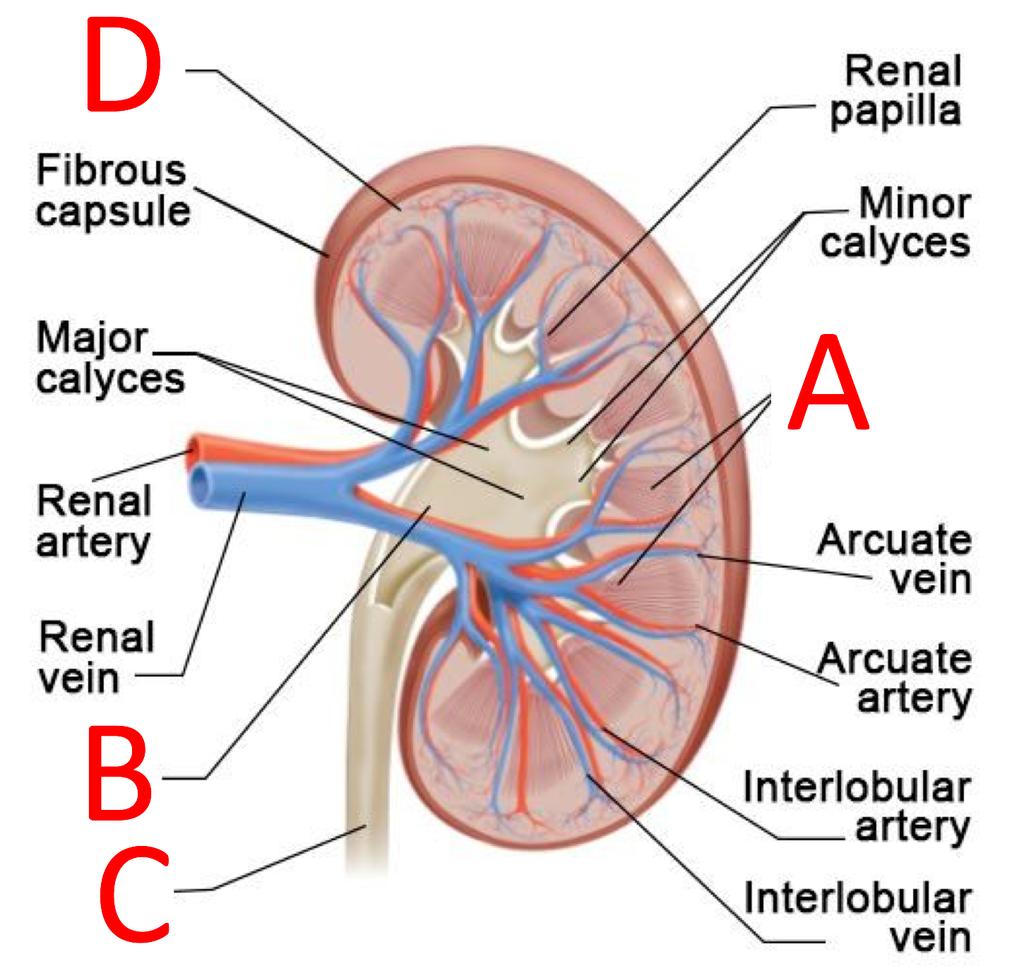 Urinary System Multiple Choice Practice Test 1. Which of the following is a function of the urinary system? a. Regulates water b. Regulates balance of acids, bases, and electrolytes c.