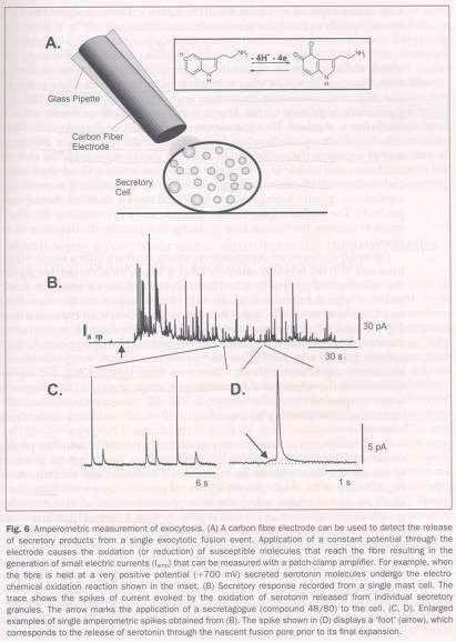 Measurements of exocytosis by
