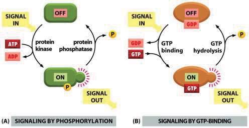 G protein signaling GPCR