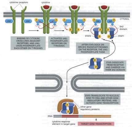 proteins receptor-binding