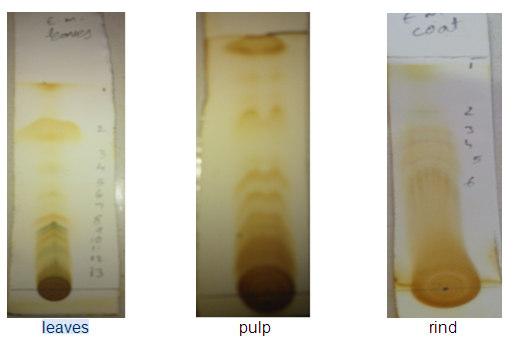 Figure 1 TLC of ethanol extract of Aegle marmelos Table 5 COMPOUNDS NAME R f /mins Area% Quality Alpha-pinene 3.958 7.06 86 D-Limonene 5.614 2.