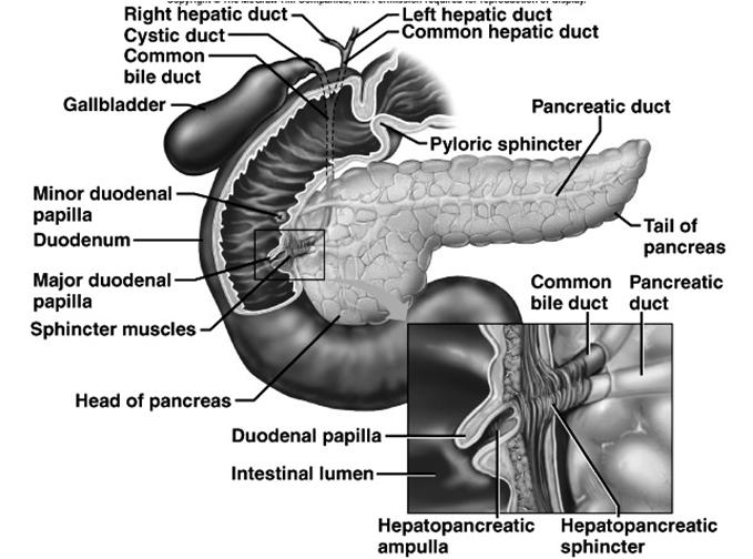 Pancreatic Enzymes Pancreatic amylase splits starch or glycogen Pancreatic lipase breaks down triglycerides; fats Trypsin & chymotrypsin digest proteins Nucleases digest nucleic acids Bicarbonate