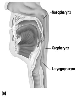 5 3 salivary glands Parotid gland- largest Submandibular gland Sublingual gland Lipase - fats Sucrase - sugars Pharynx Connects nasal & oral cavities Passage way for food & air Nasopharynx not part