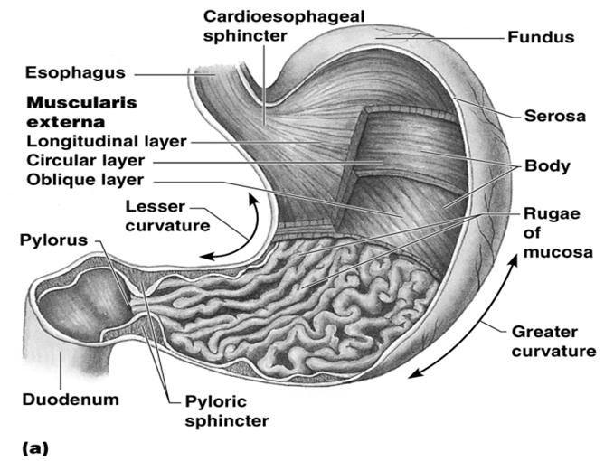 Stomach Anatomy Left side of abdominal cavity Avg.