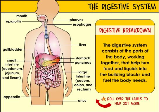Food Is the Body's Fuel Source What's the first step in digesting food? Believe it or not, the digestive process starts even before you put food in your mouth.