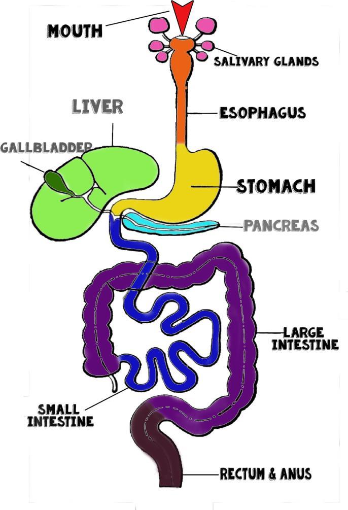 What is the digestive system?