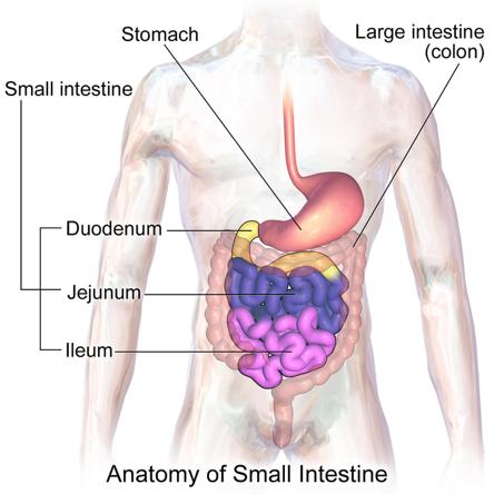 Small Intestine Small intestine broken into three sections: Duodenum: Most digestion happens