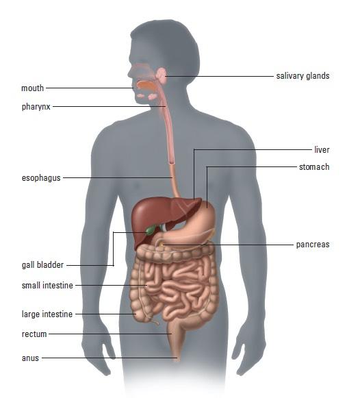 Mouth Salivary Glands Pharynx Liver Esophagus Stomach