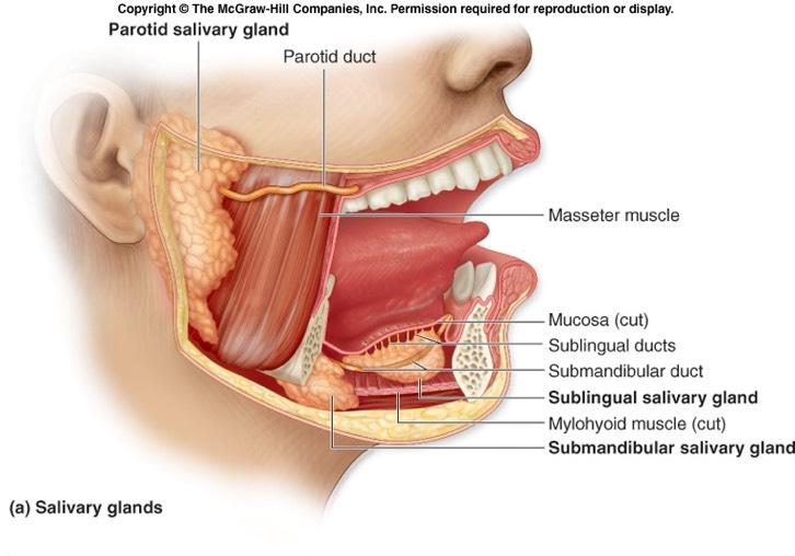 Mouth Salvia produced by salivary glands. Lubricates food so it can be swallowed.