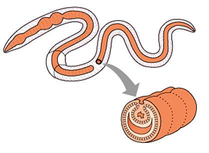 The food passes into the INTESTINE, where it is chemically digested. The end products are absorbed into the bloodstream.