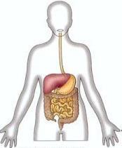 The HUMAN digestive system is a lot like that of the grasshopper and earthworm.