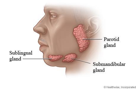 The SALIVARY GLANDS secrete saliva, a fluid that contains an