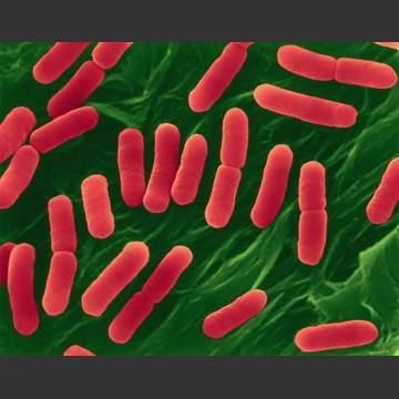 Intestinal bacteria digest the remains of your food