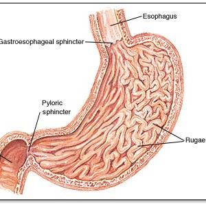 Human Digestive System Stomach- muscular sac