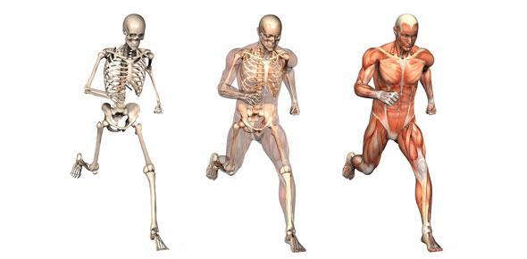 Anatomy - the study of the structure and relationship between body parts