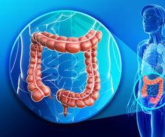 Human Digestive System Large Intestine- 1.5 m tube.