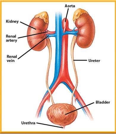 EXCRETORY SYSTEM Excretion= Removal of