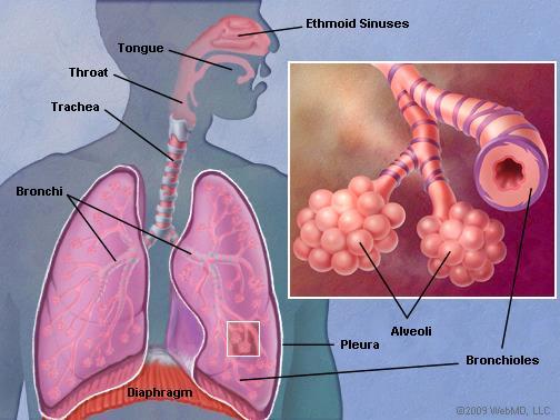EXCRETORY SYSTEM Lungs Carbon dioxide, the by product of chemical respiration
