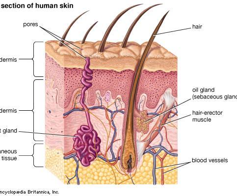 EXCRETORY SYSTEM Skin (Sweat Glands) Sweat glands