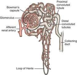EXCRETORY SYSTEM The Nephron Each kidney has millions of microscopic, filtering units.