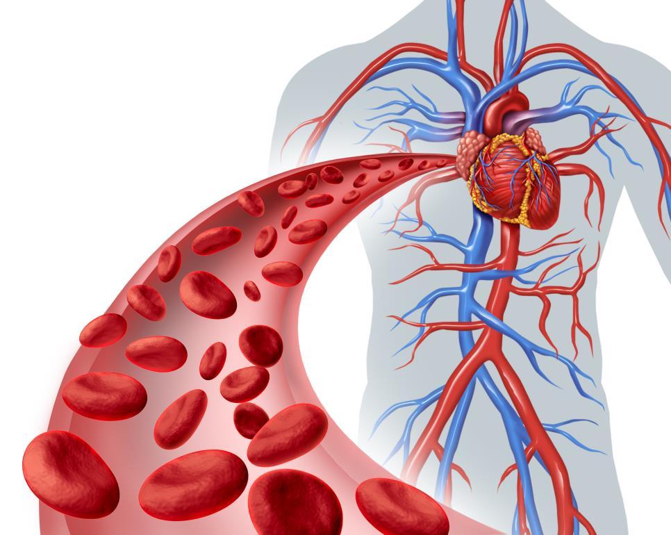 THE CIRCULATORY SYSTEM The circulatory system