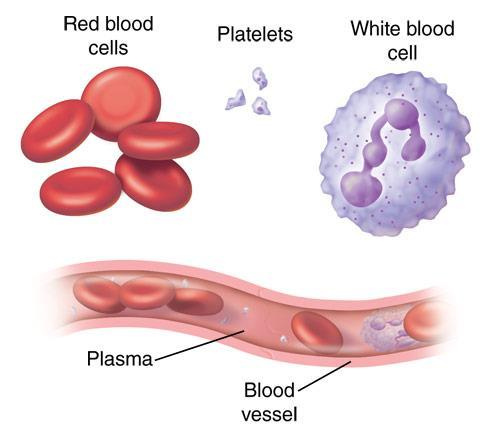 THE CIRCULATORY SYSTEM Blood Blood is composed of 55% plasma and