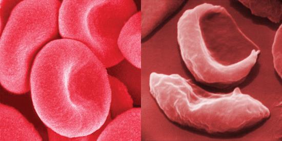 THE CIRCULATORY SYSTEM Red blood cells transport oxygen.