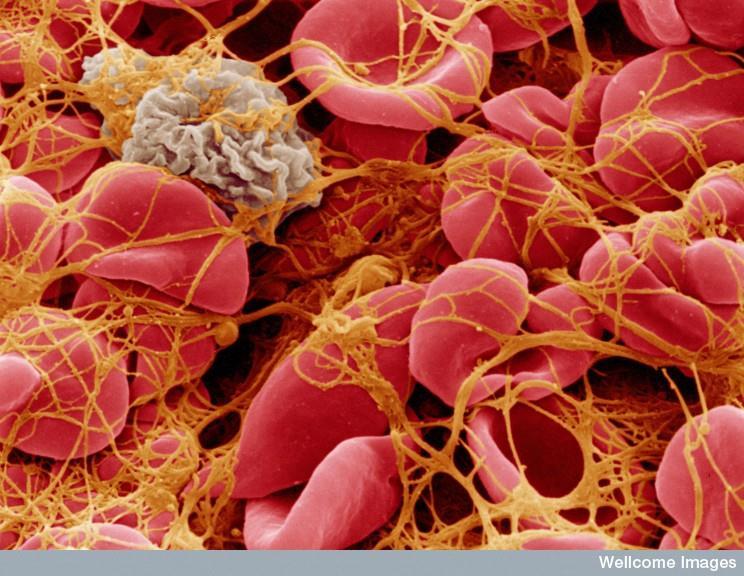 THE CIRCULATORY SYSTEM Platelets clot the blood. Platelets are fragments of blood cells.