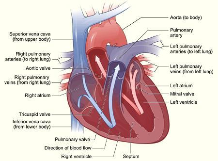 THE CIRCULATORY SYSTEM Heart The heart is a four chambered organ made of cardiac muscle and it acts like a pump The