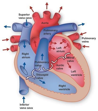 THE CIRCULATORY SYSTEM Circulation of the heart Blood rich in oxygen flows in the pulmonary vein from the LUNG into the left atrium of the heart. Next, the blood flows into the left ventricle.