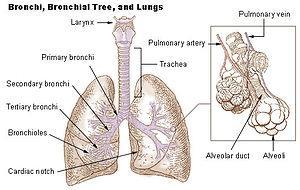Respiratory System The main organ of the respiratory system is the lungs When the air enters the lungs,
