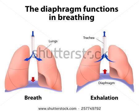 Respiratory System Bronchi- two tubes that lead into each lung