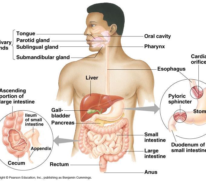 Digestive System (aka GI tract) Food is broken down so that it is small enough to enter body tissues and cells. Mechanical- ex.